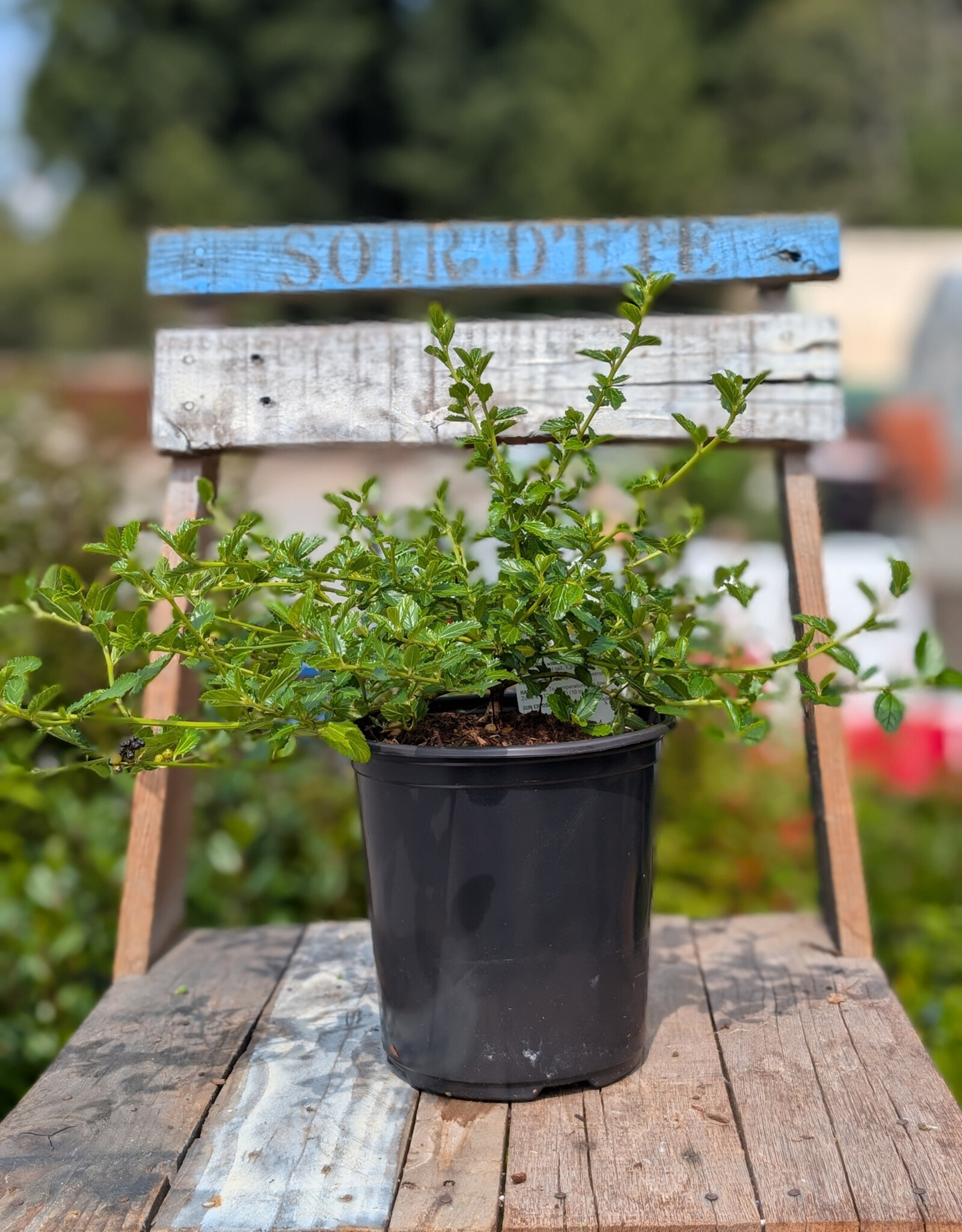 California Lilac Creeping Blue Blossom - Ceanothus  1gal