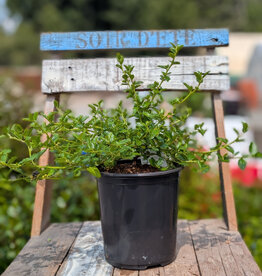 California Lilac Creeping Blue Blossom - Ceanothus  1gal