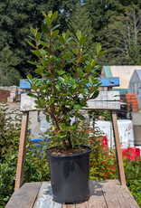 Escallonia Pink Princess