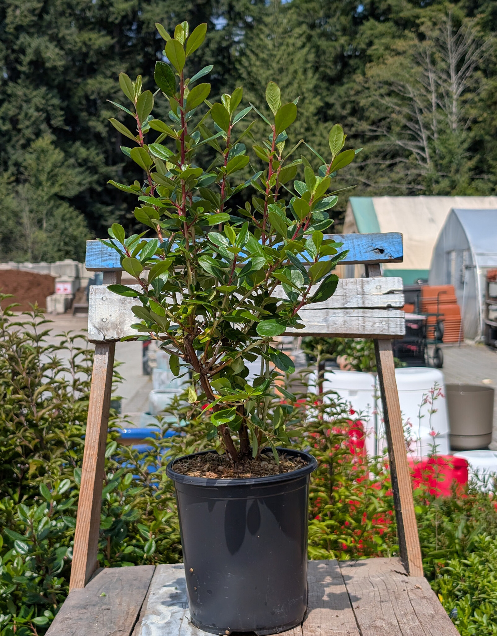 Escallonia Pink Princess