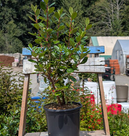 Escallonia Pink Princess