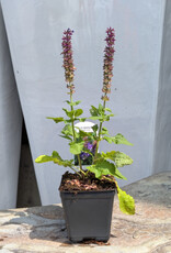 Sage - Salvia Blue Marvel 4inch