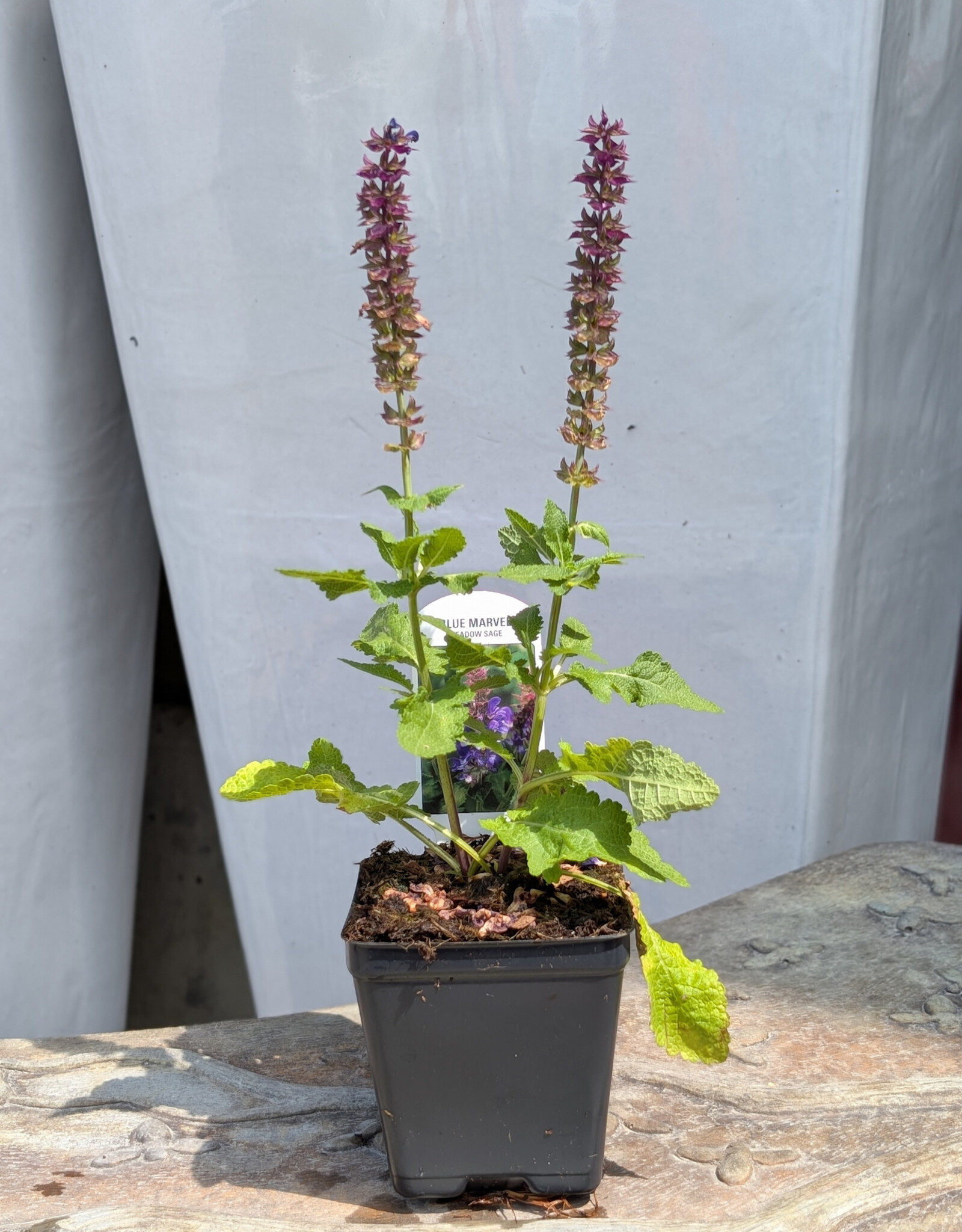 Sage - Salvia Blue Marvel 4inch