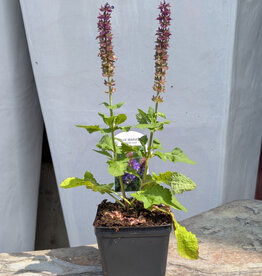Sage - Salvia Blue Marvel 4inch