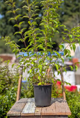 Callicarpa Issaia 1gal