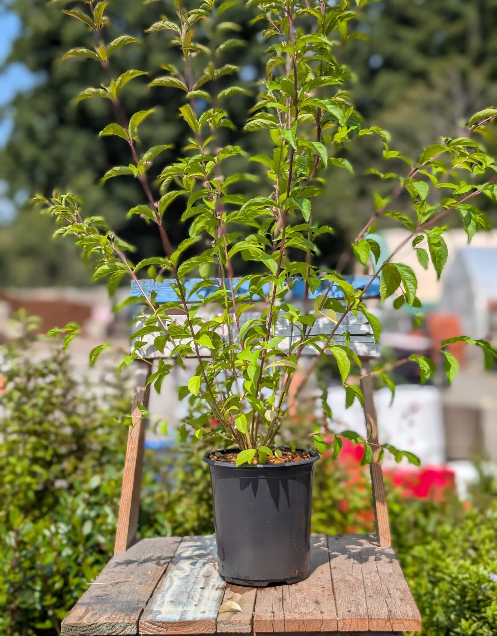 Callicarpa Issaia 1gal