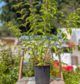 Callicarpa Issaia 1gal