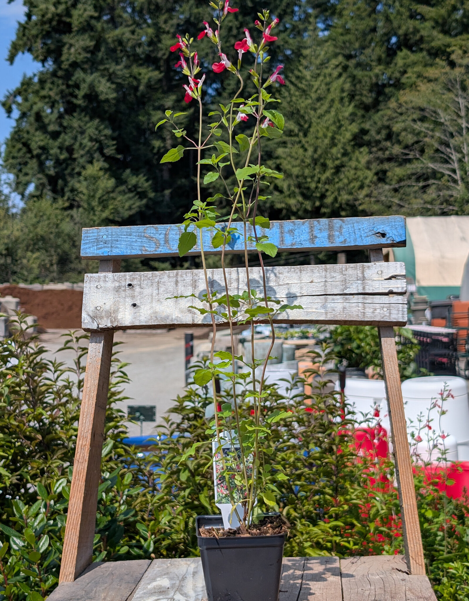 Sage - Salvia - Hot Lips 4inch