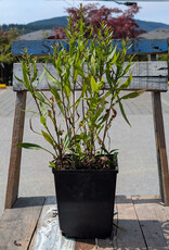 Aster Goliath 1gal
