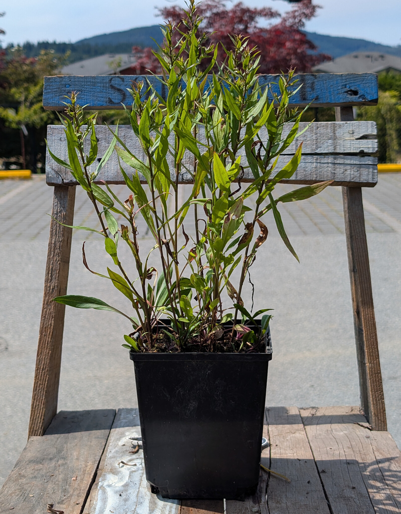 Aster Goliath 1gal