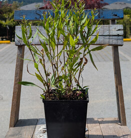 Aster Goliath 1gal