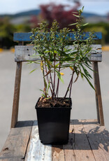 Aster Woods Pink 1gal