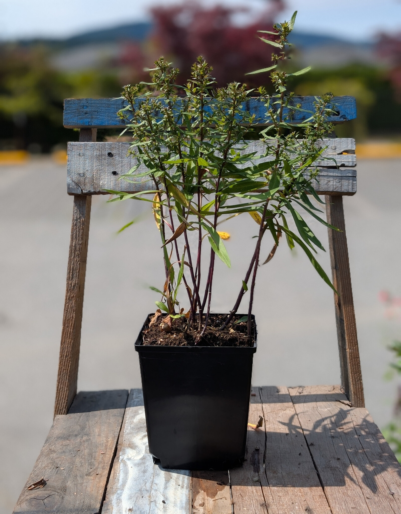 Aster Woods Pink 1gal