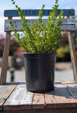 Alpine Mint Bush 1gal