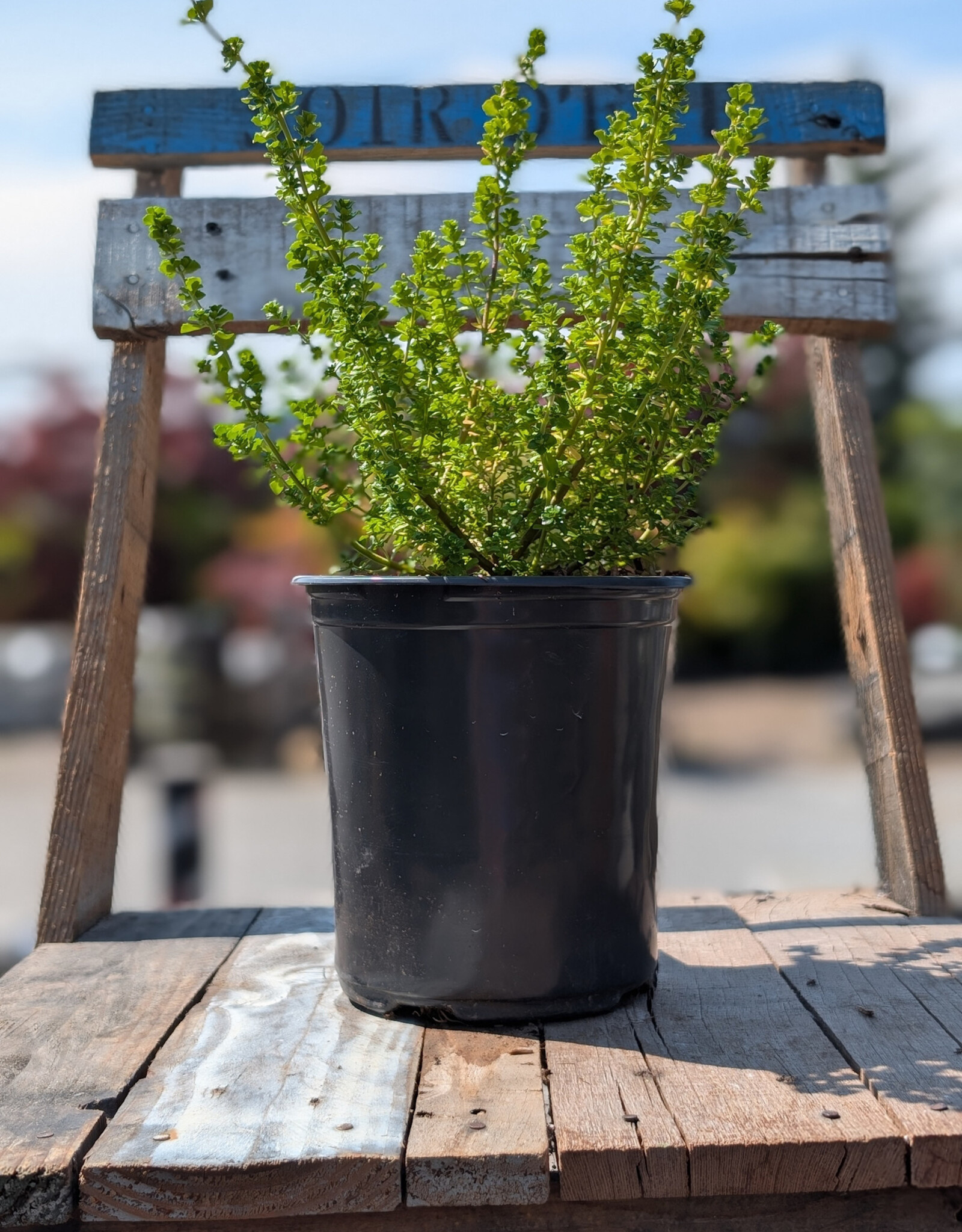 Alpine Mint Bush 1gal