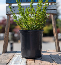 Alpine Mint Bush 1gal