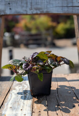 Ajuga Black Scallop 4inch