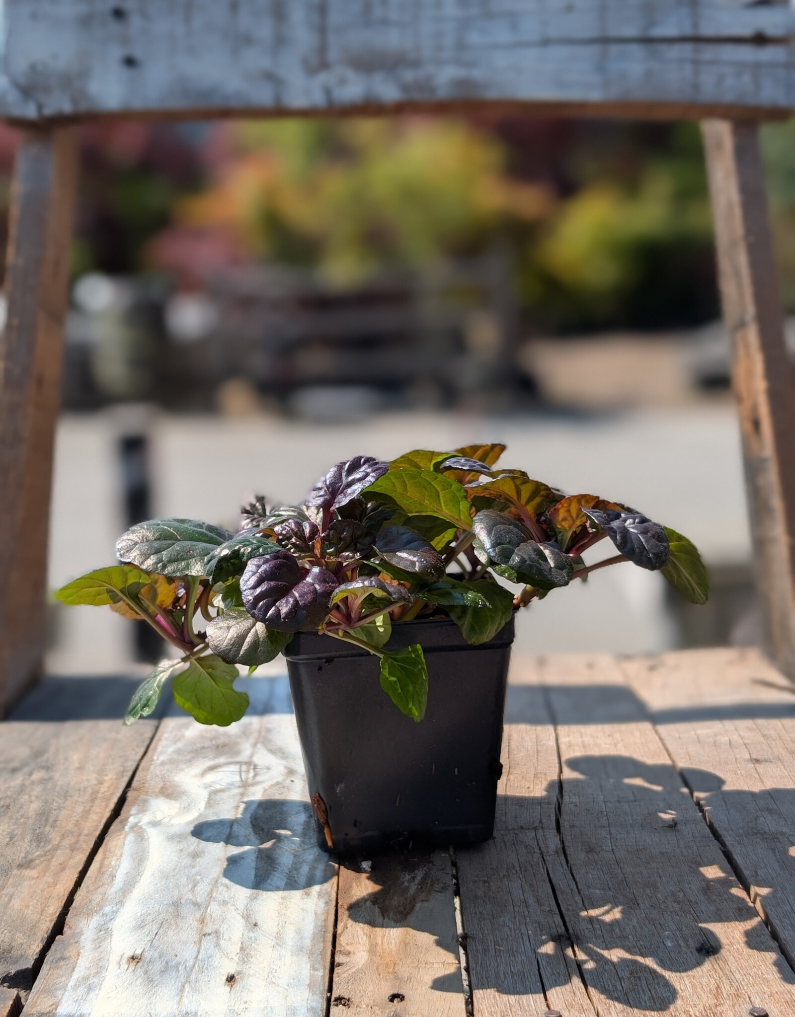 Ajuga Black Scallop 4inch