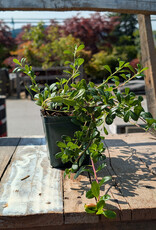 Arctostaphylos - Kinnikinick 4inch