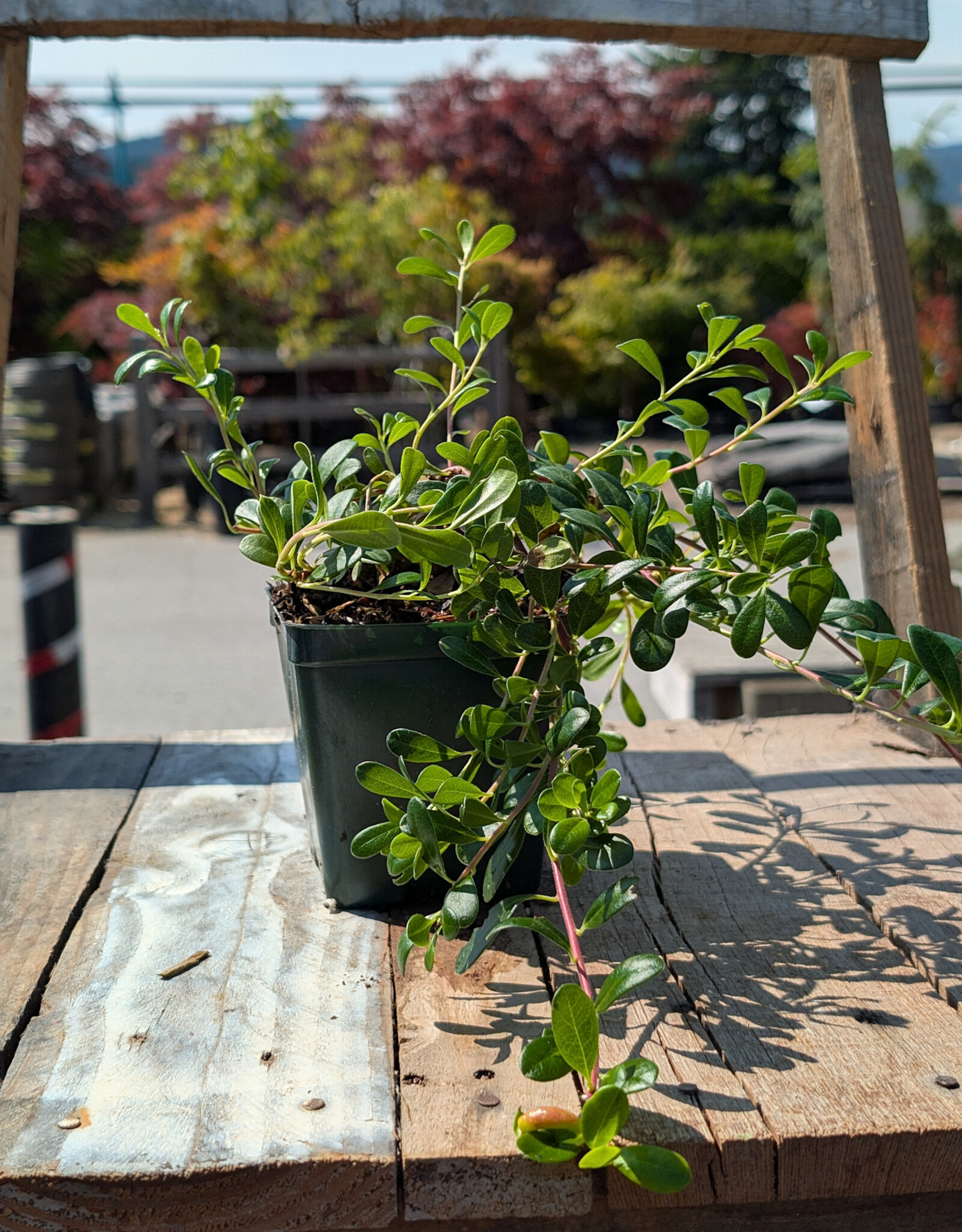 Arctostaphylos - Kinnikinick 4inch