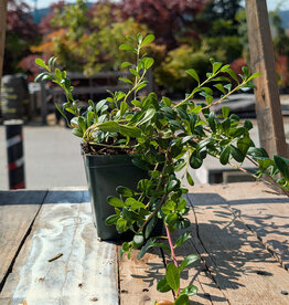 Arctostaphylos - Kinnikinick 4inch