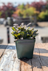 Ajuga - Bugleweed - Chocolate Chip 4 inch