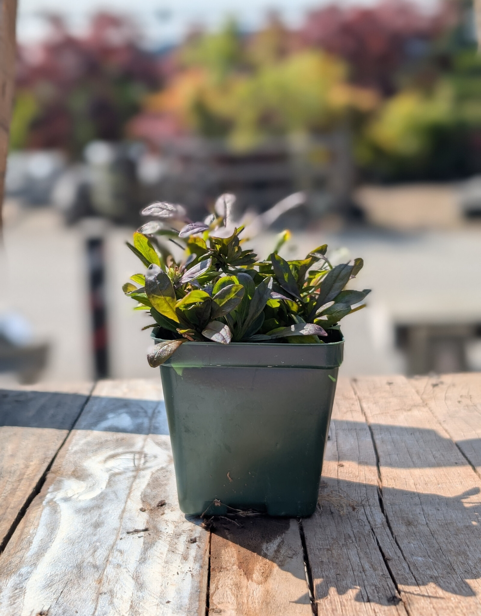 Ajuga - Bugleweed - Chocolate Chip 4 inch