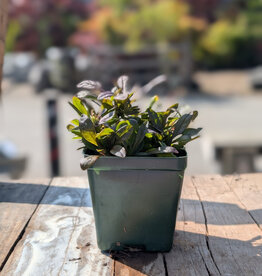Ajuga - Bugleweed - Chocolate Chip 4 inch