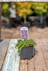 Thyme Caborn Wine & Roses 4inch