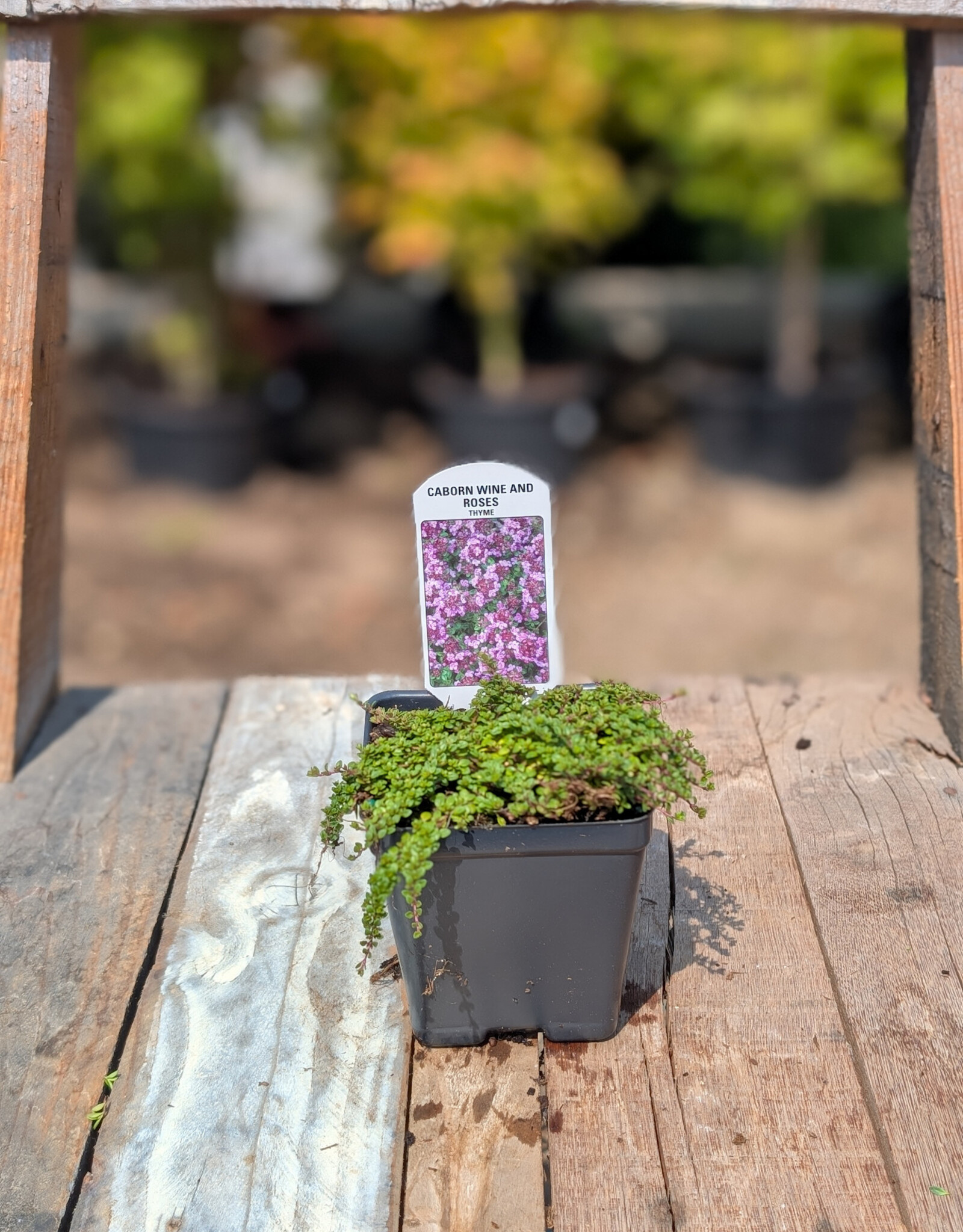 Thyme Caborn Wine & Roses 4inch