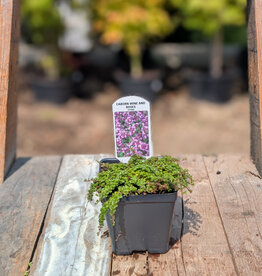 Thyme Caborn Wine & Roses 4inch