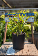 Spiderwort - Tradescantia Bilberry Ice 1gal