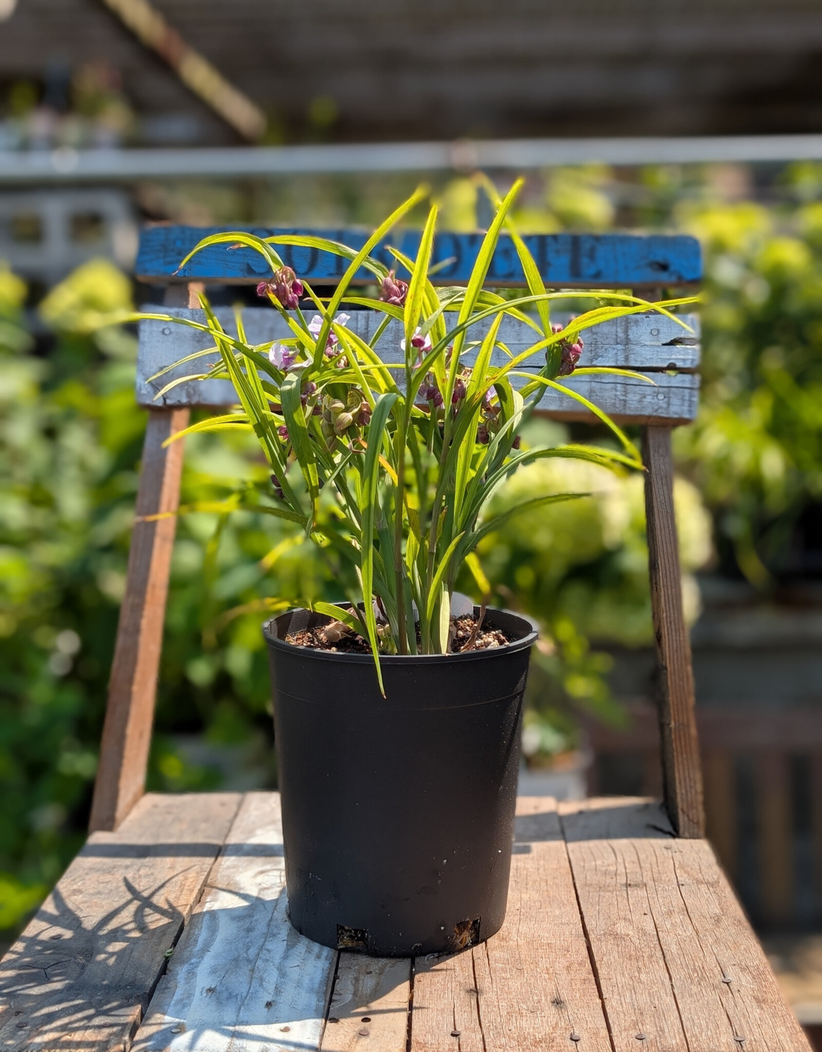 Spiderwort - Tradescantia Bilberry Ice 1gal