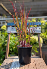 Andropogon Red October 1gal