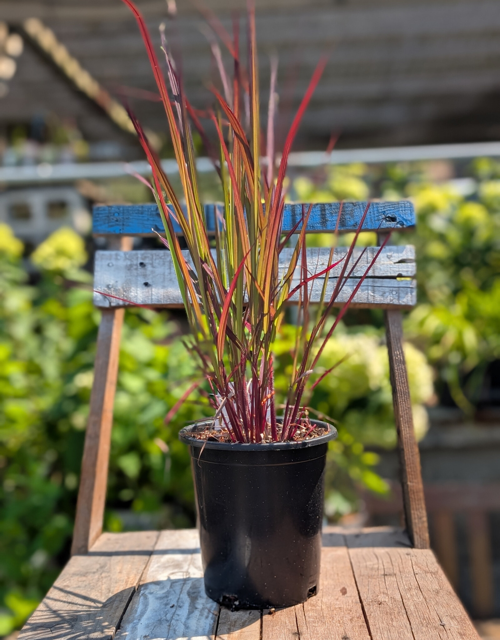 Andropogon Red October 1gal