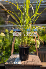 Miscanthus Lady in Red 1gal