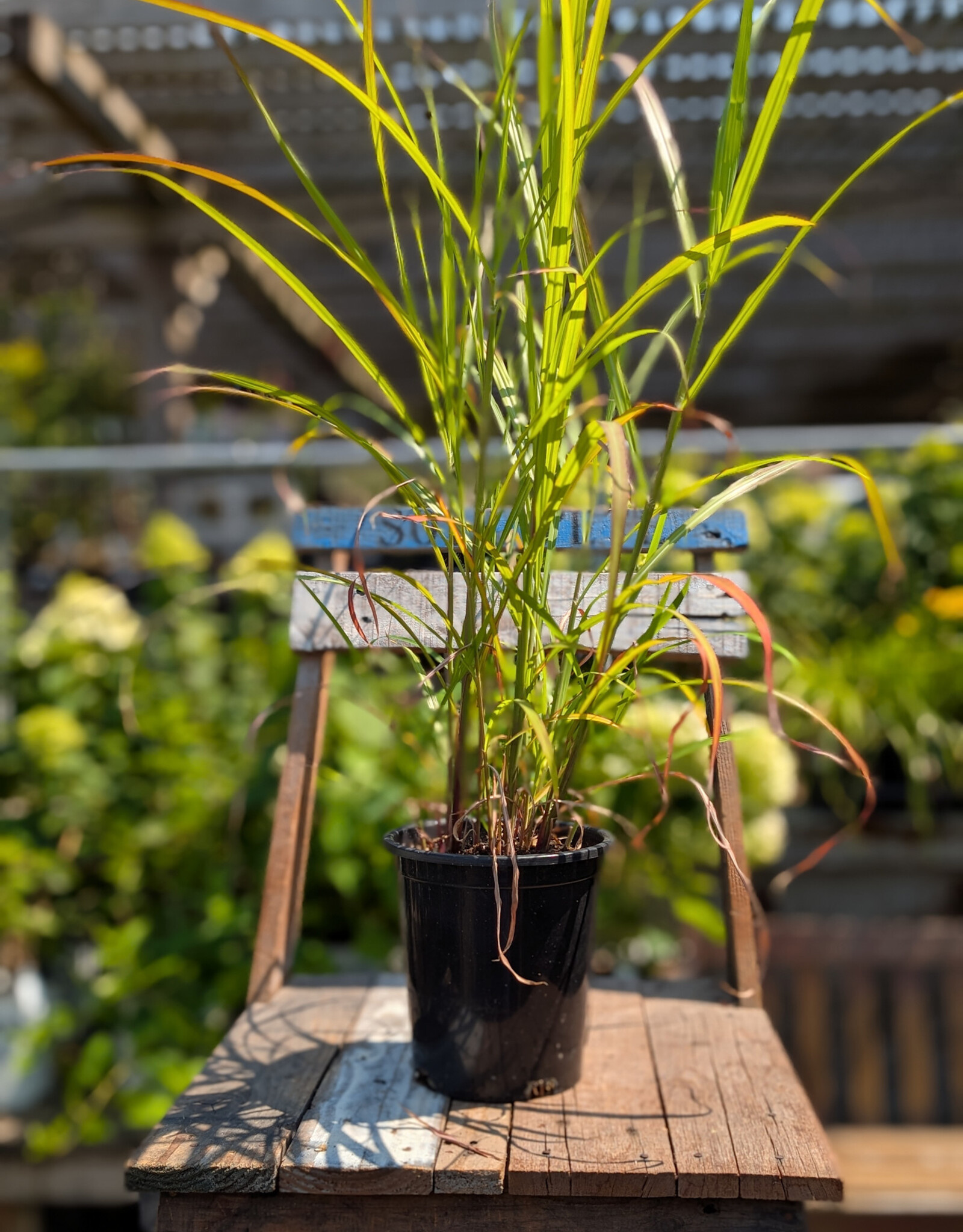 Miscanthus Lady in Red 1gal
