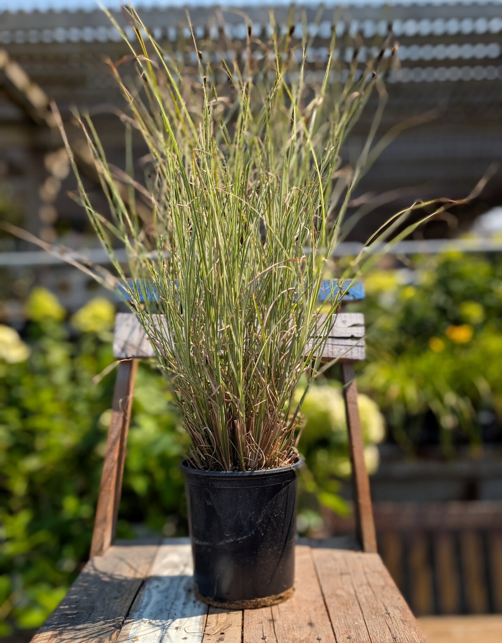 Maiden Grass- Miscanthus Morning Lights