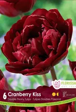 Tulip Double Peony - Per Bulb - Cranberry Kiss