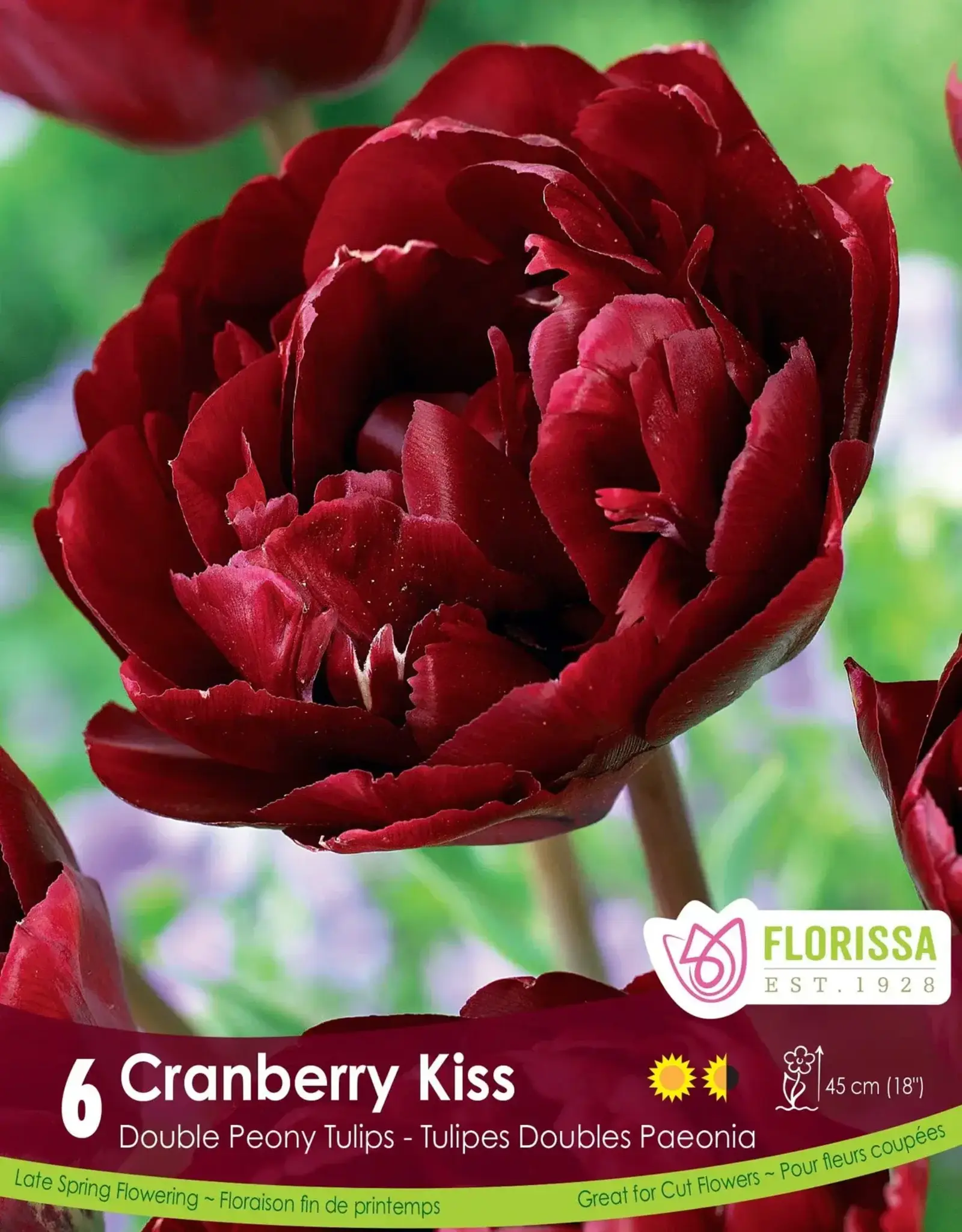 Tulip Double Peony - Per Bulb - Cranberry Kiss