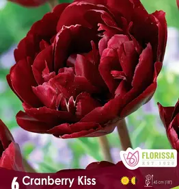 Tulip Double Peony - Per Bulb - Cranberry Kiss