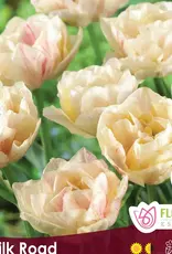 Tulip - Per Bulb - Silk Road