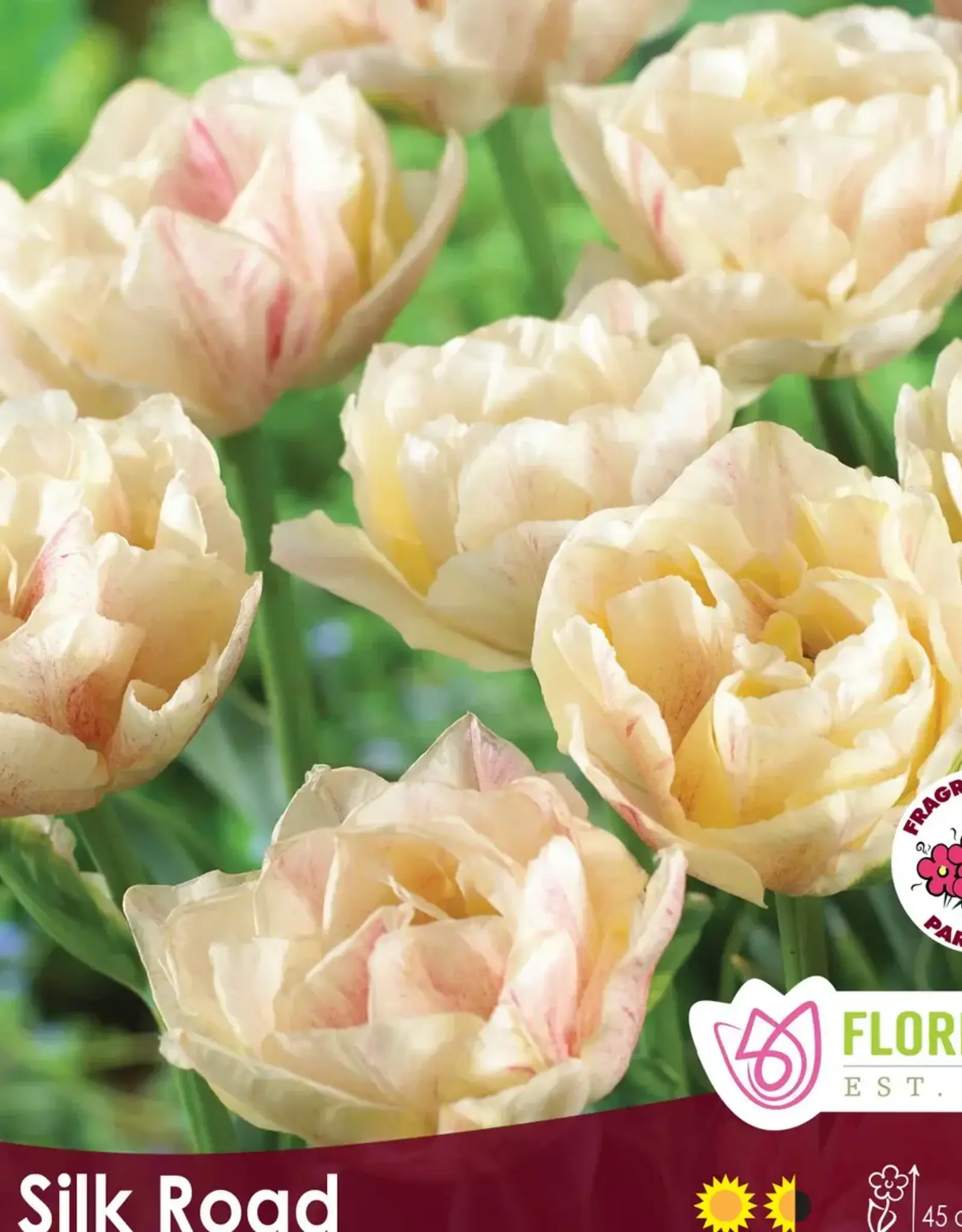 Tulip - Per Bulb - Silk Road