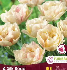 Tulip - Per Bulb - Silk Road