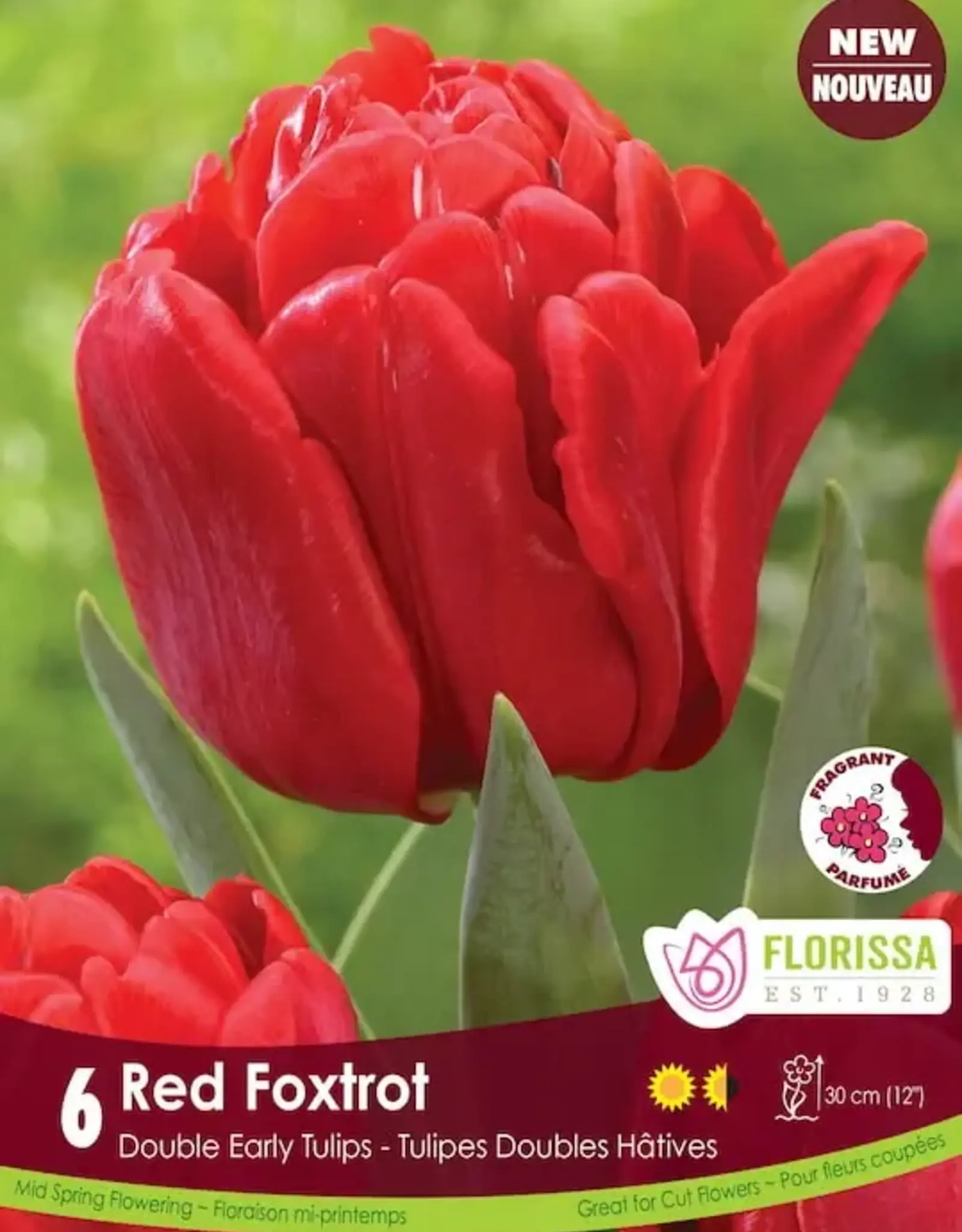 Tulip - Per Bulb - Red Foxtrot