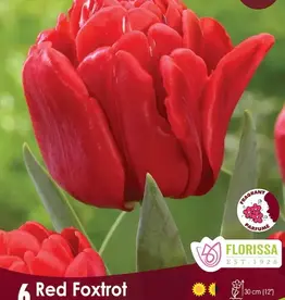 Tulip - Per Bulb - Red Foxtrot