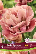 Tulip - Per Bulb - La Belle Epoque