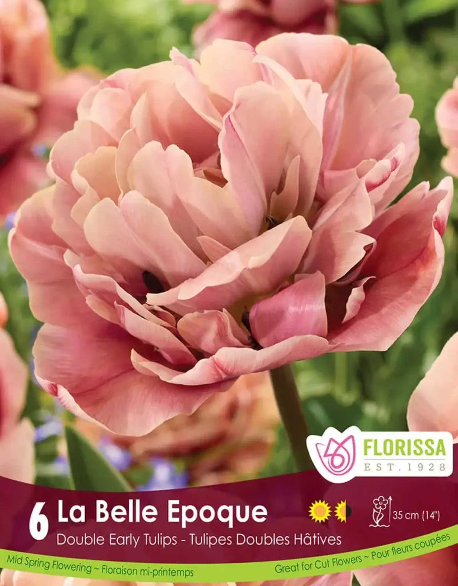 Tulip - Per Bulb - La Belle Epoque