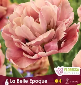 Tulip - Per Bulb - La Belle Epoque