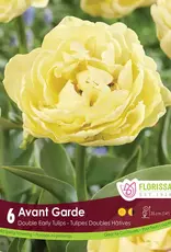 Tulip - Per Bulb - Avant Garde